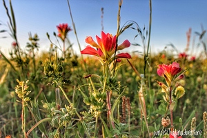 Indian Paintbrush
